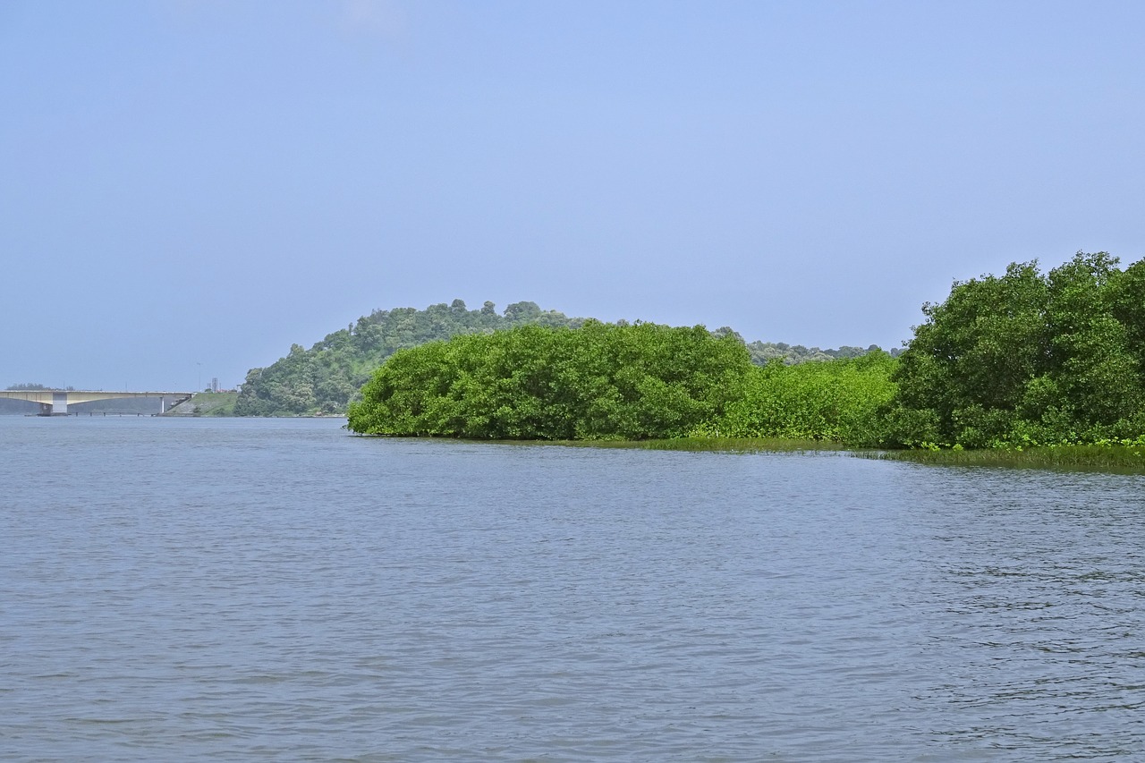 forest mangroves estuary free photo