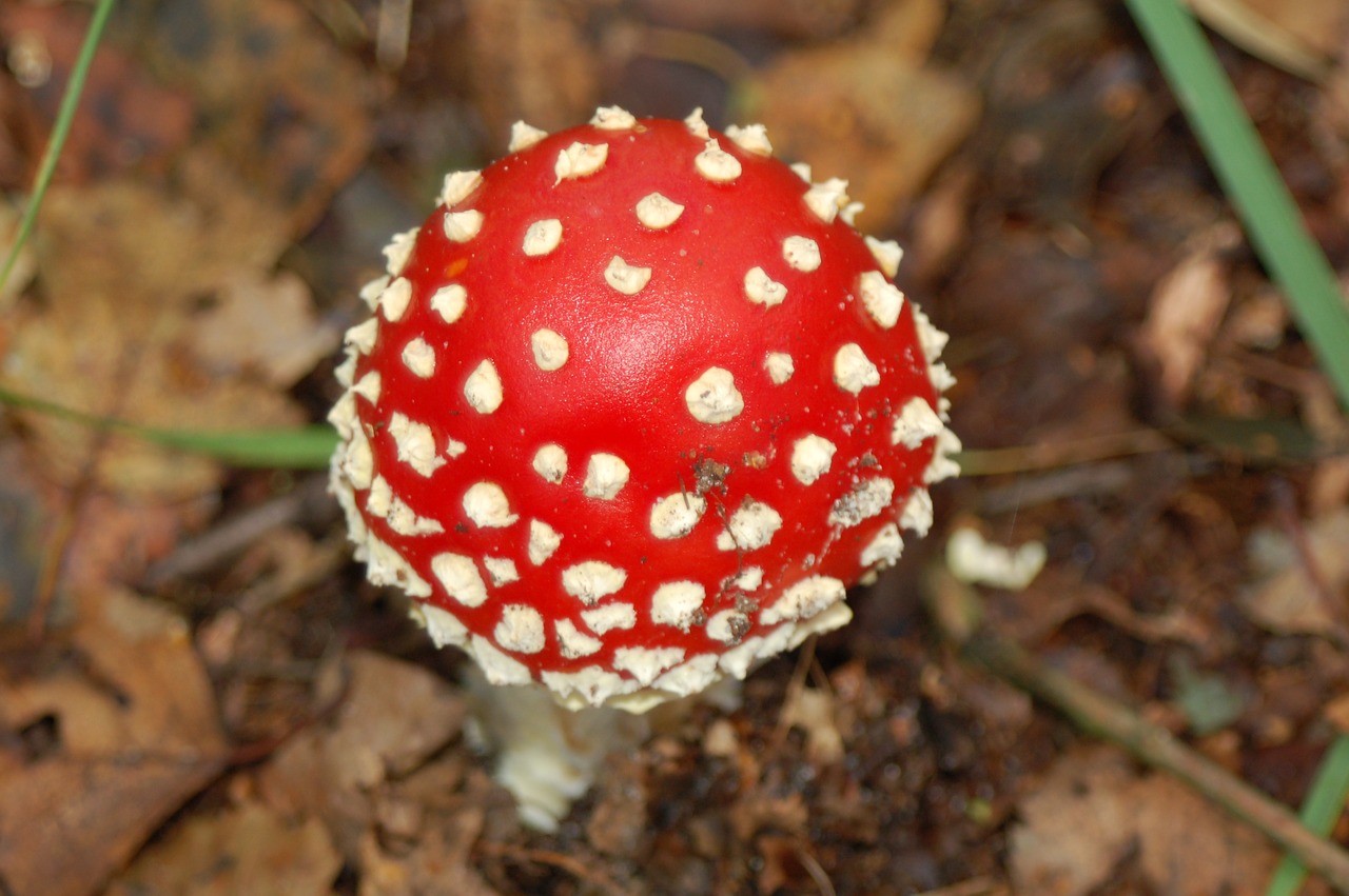 mushrooms forest fall colors free photo