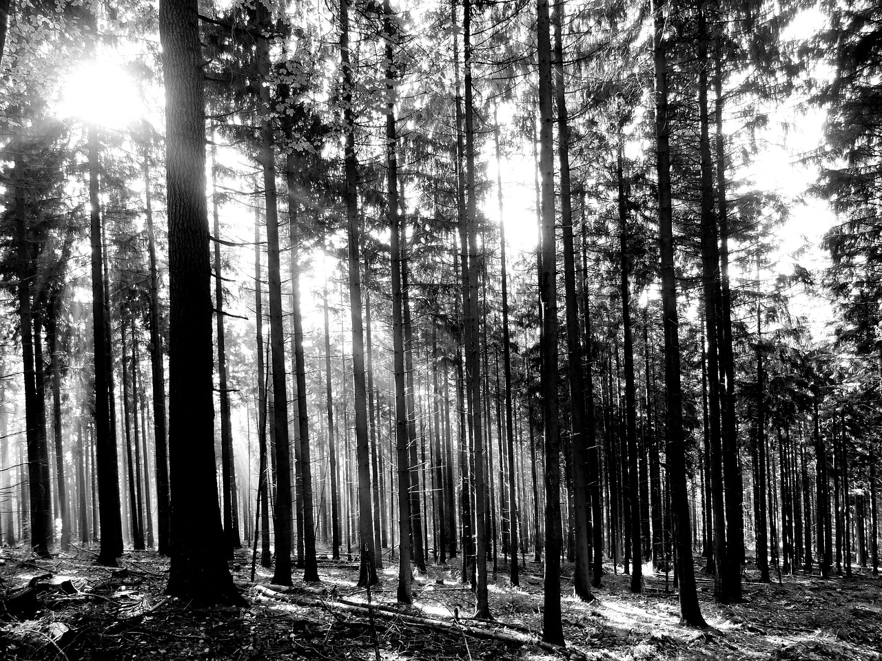 forest trees sunlight free photo
