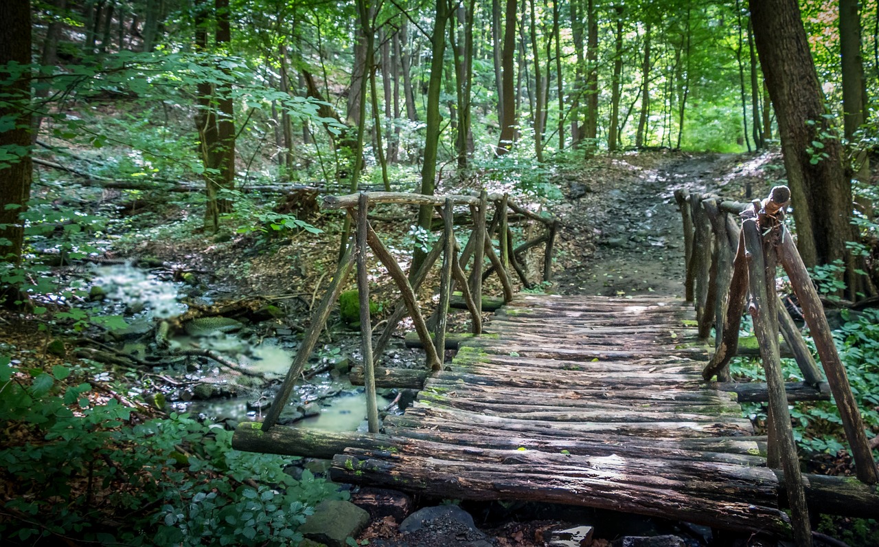 forest in the woods mountain free photo