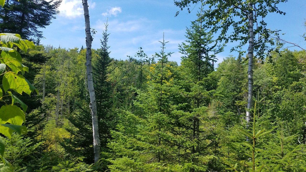 forest quebec landscape free photo