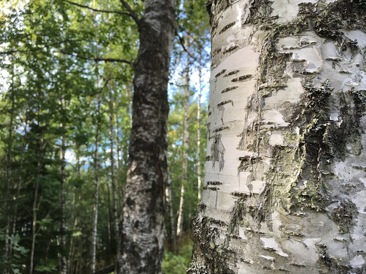 forest birch three free photo