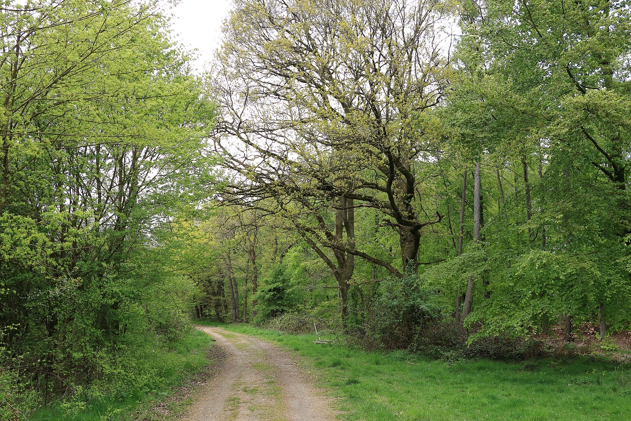 forest tree away free photo