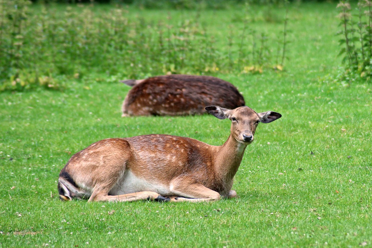 forest deer fallow deer free photo