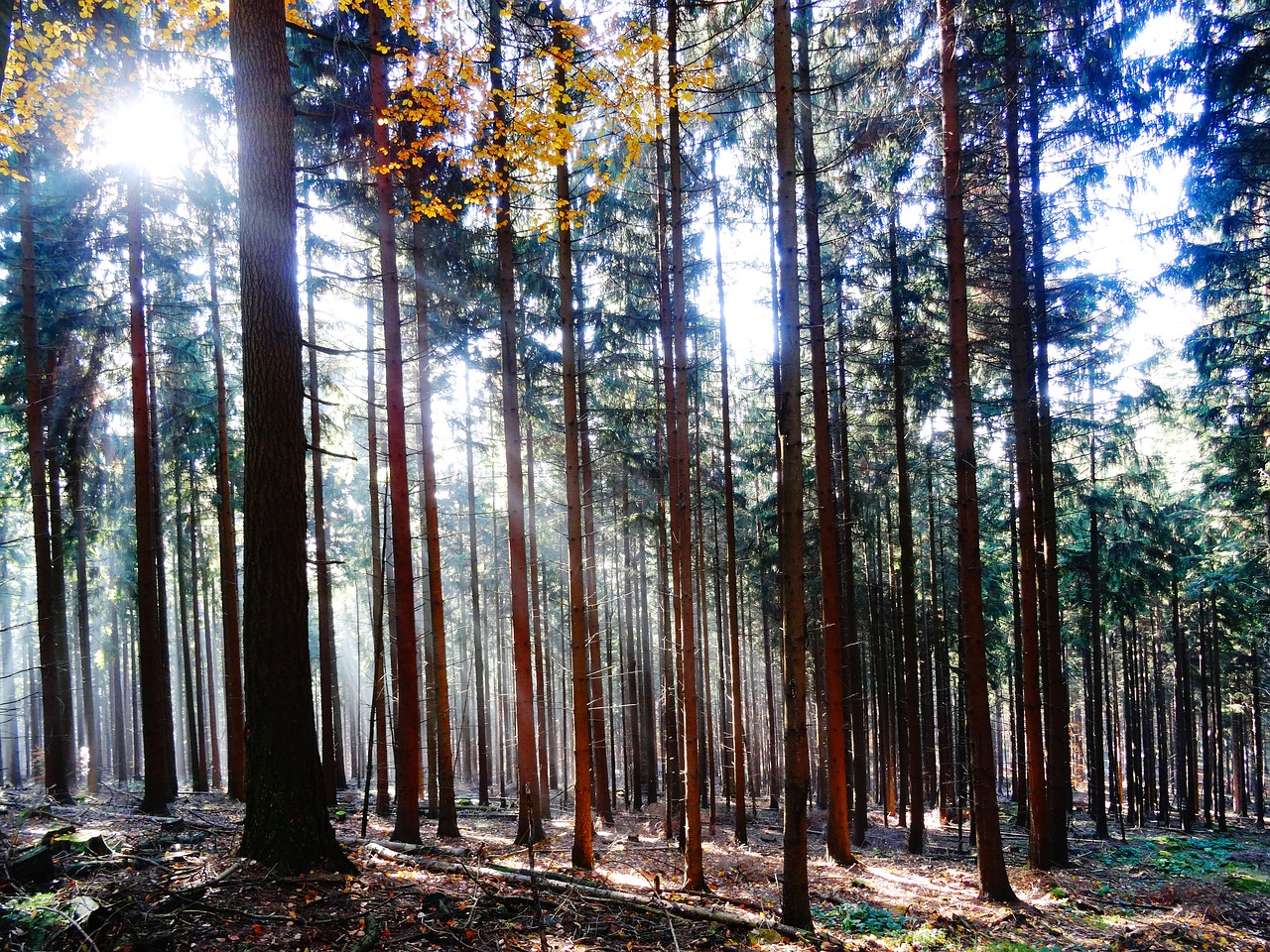 forest trees sunlight free photo