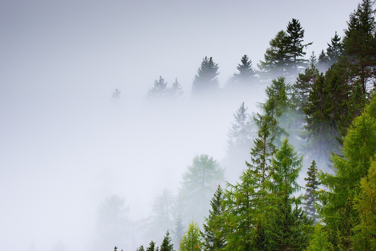 forest selva fog free photo