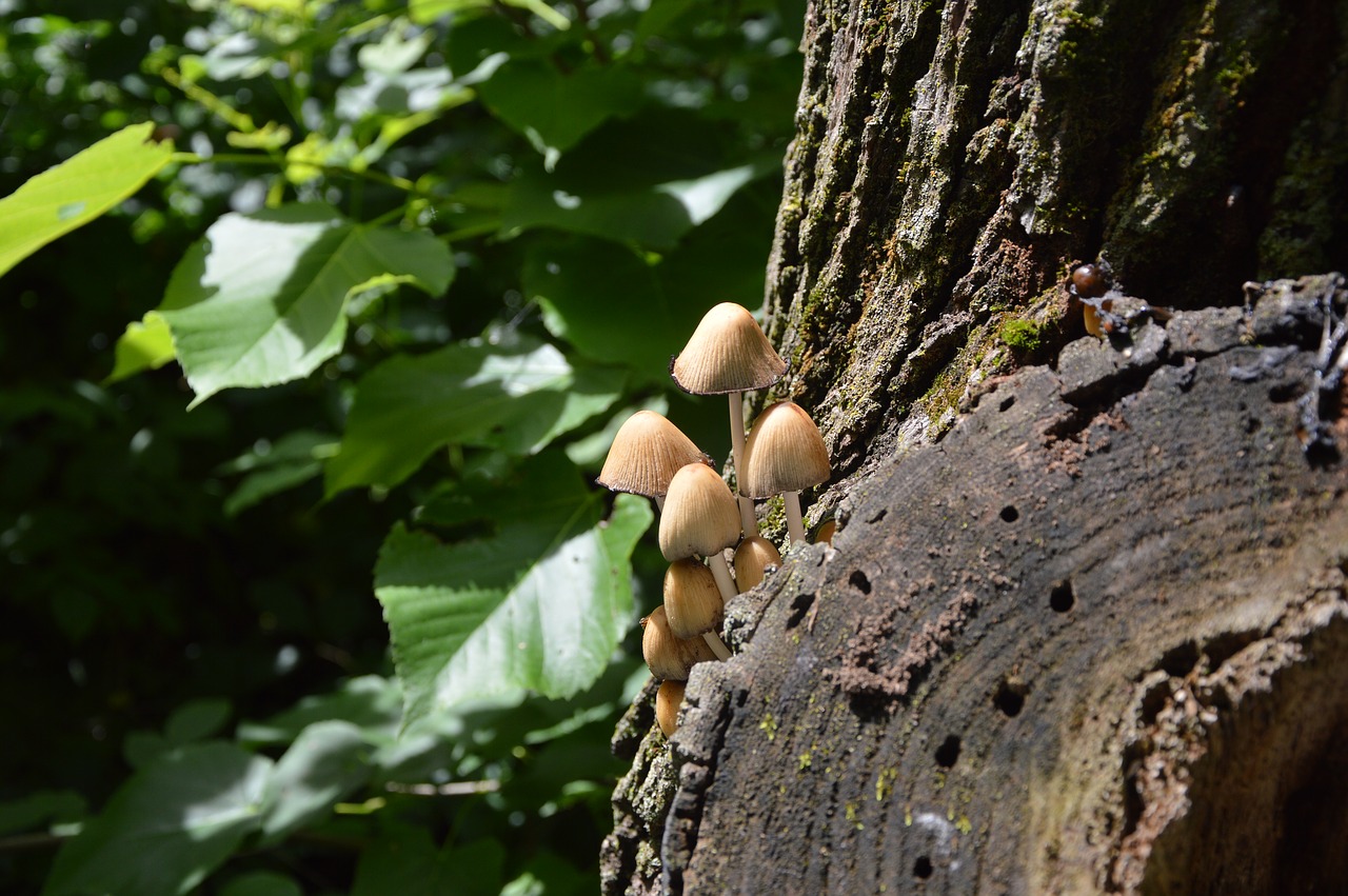 fungus forest nature free photo