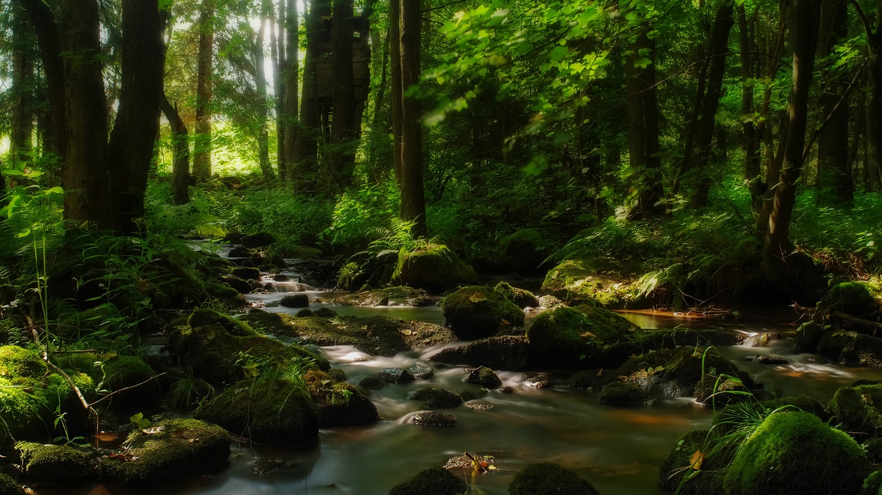 forest running water stones free photo