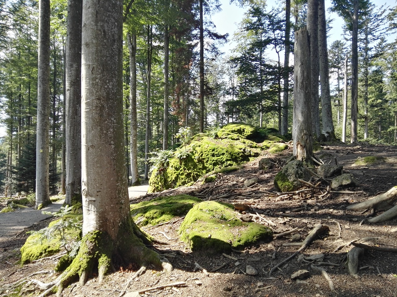 forest stone moss free photo