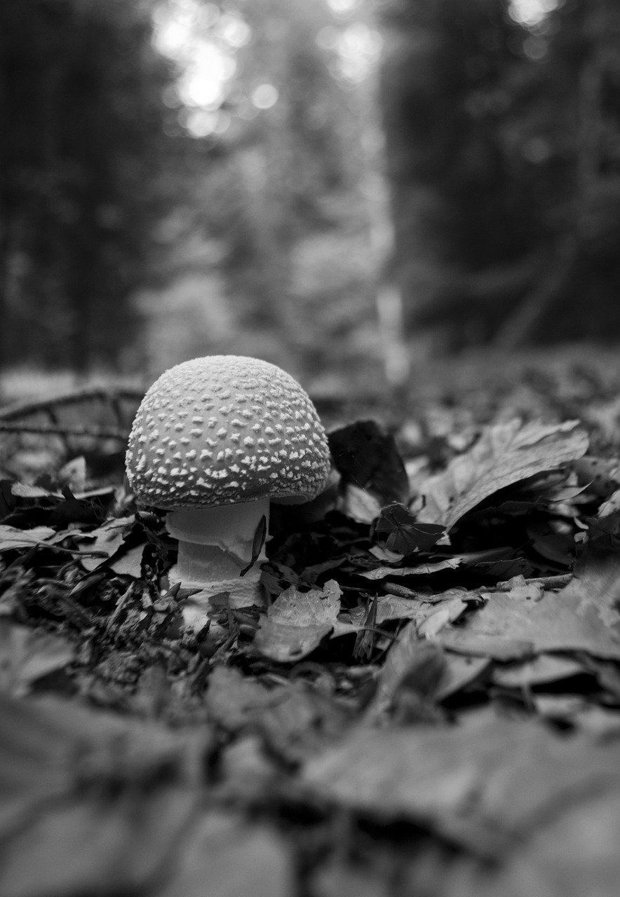 forest mushroom fungus free photo