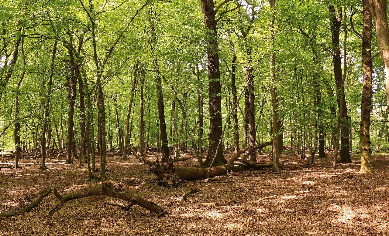 forest trees beech wood free photo