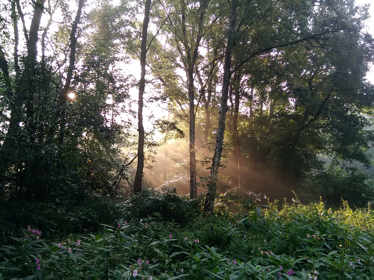 forest sun trees free photo