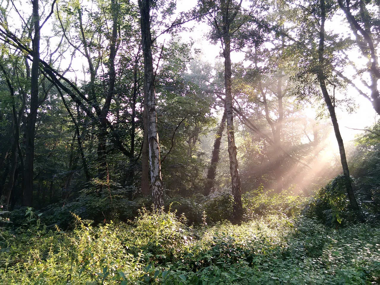 forest nature trees free photo