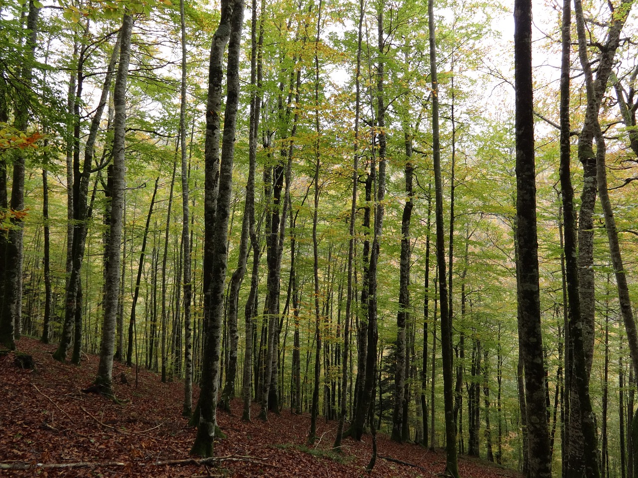 forest wood trees free photo