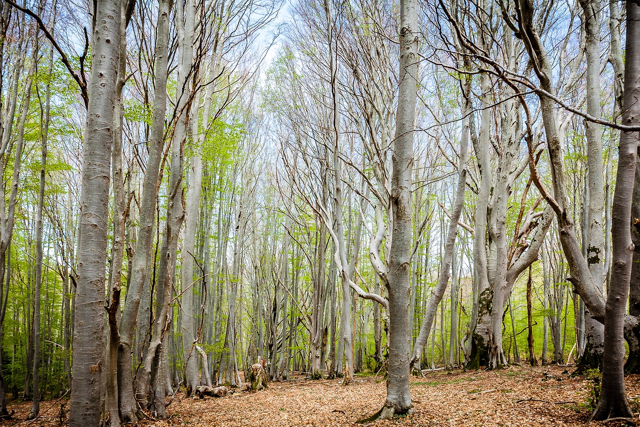 forest vizzavonne corsican free photo