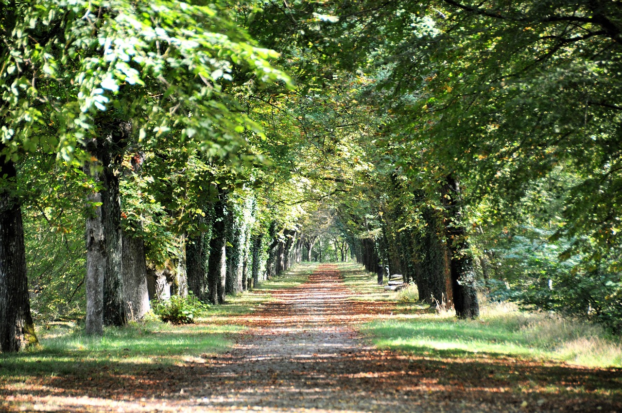 forest trees green free photo