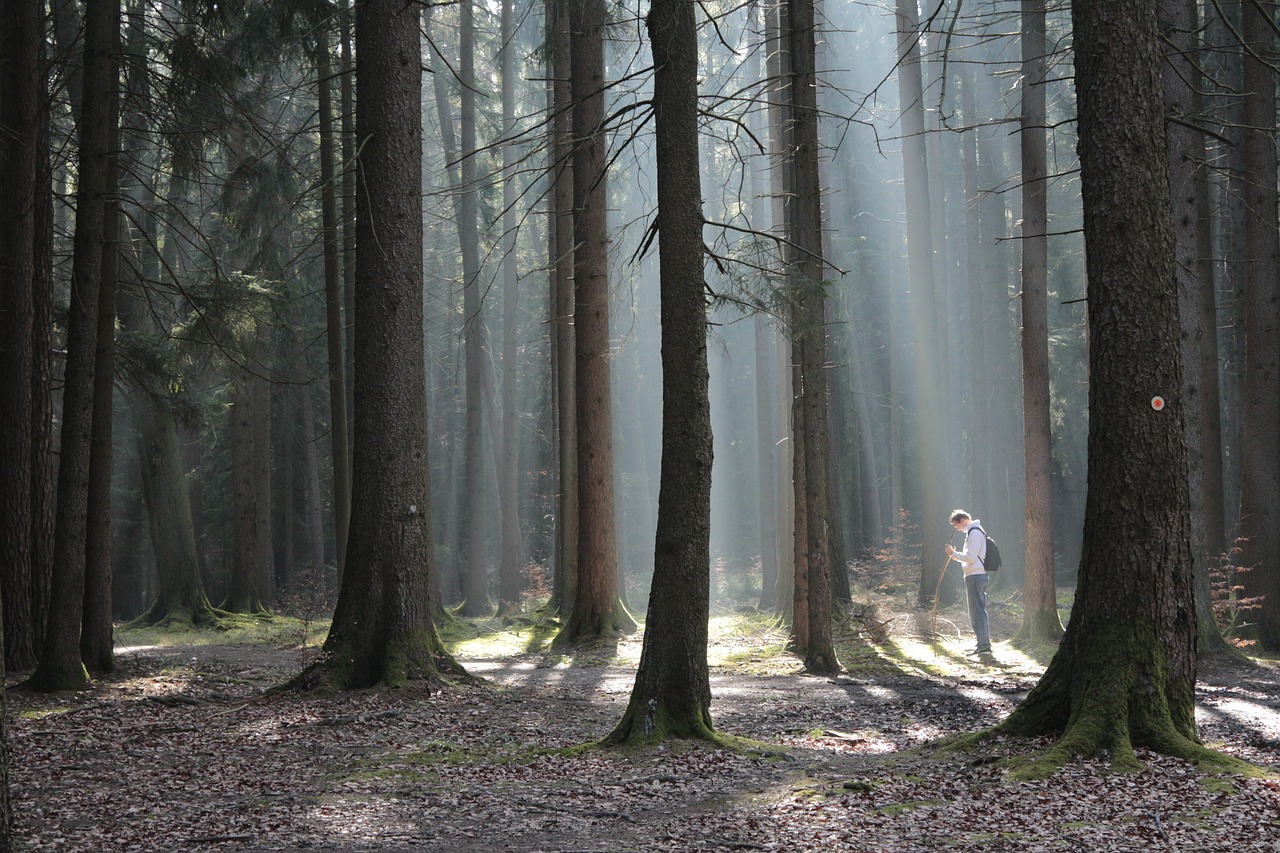 forest beds man free photo