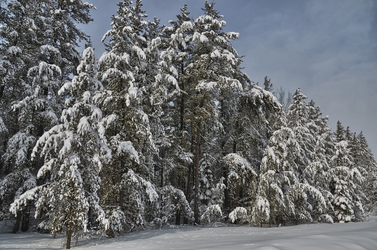 forest winter snow free photo