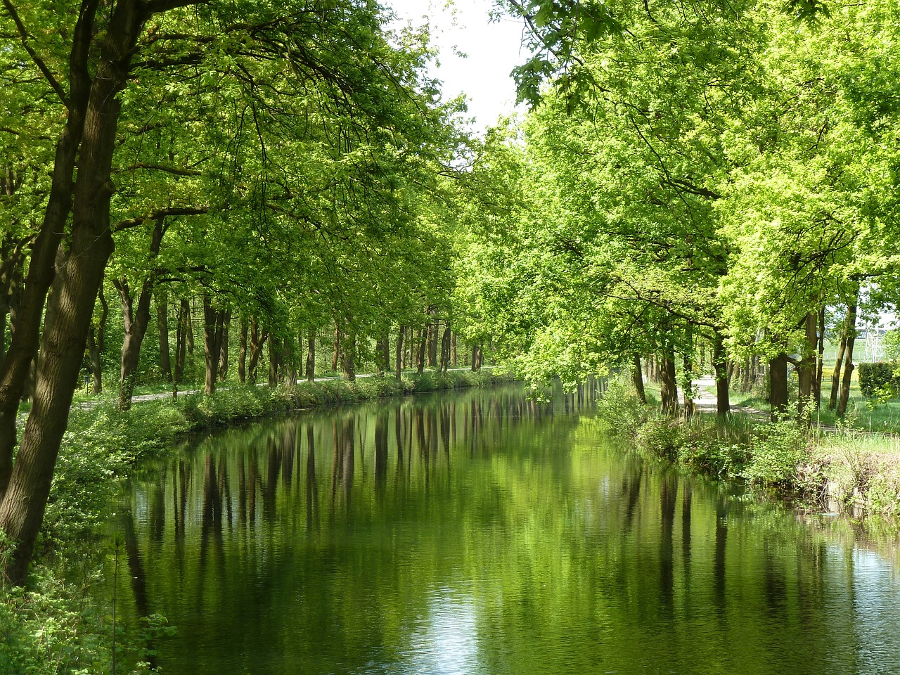 forest trees mirror free photo