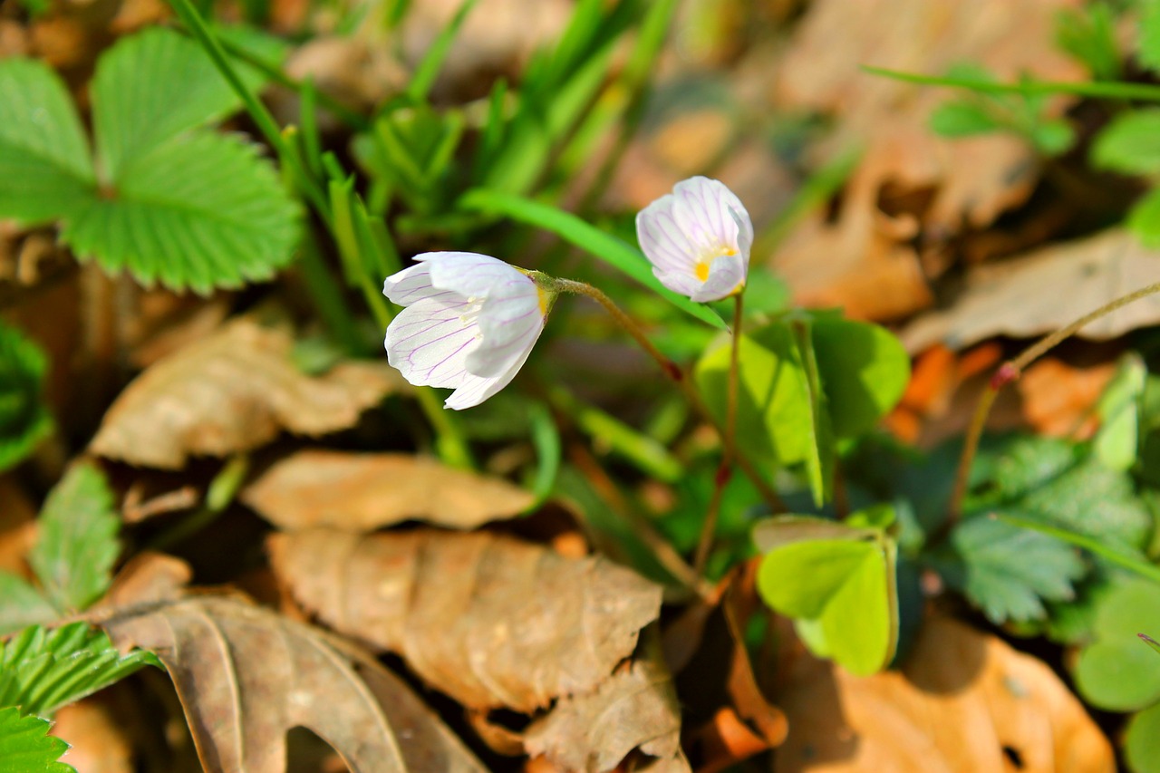 forest forest flower avar free photo