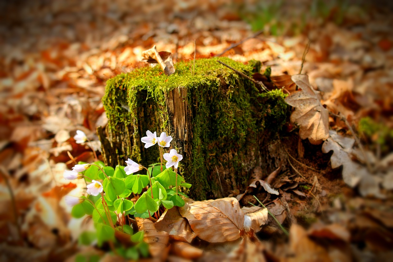 forest forest flower avar free photo