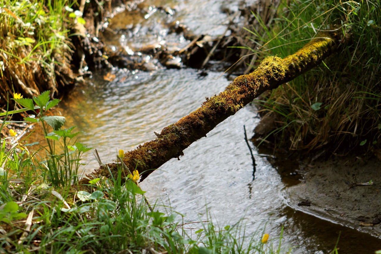 forest stream brooklet free photo