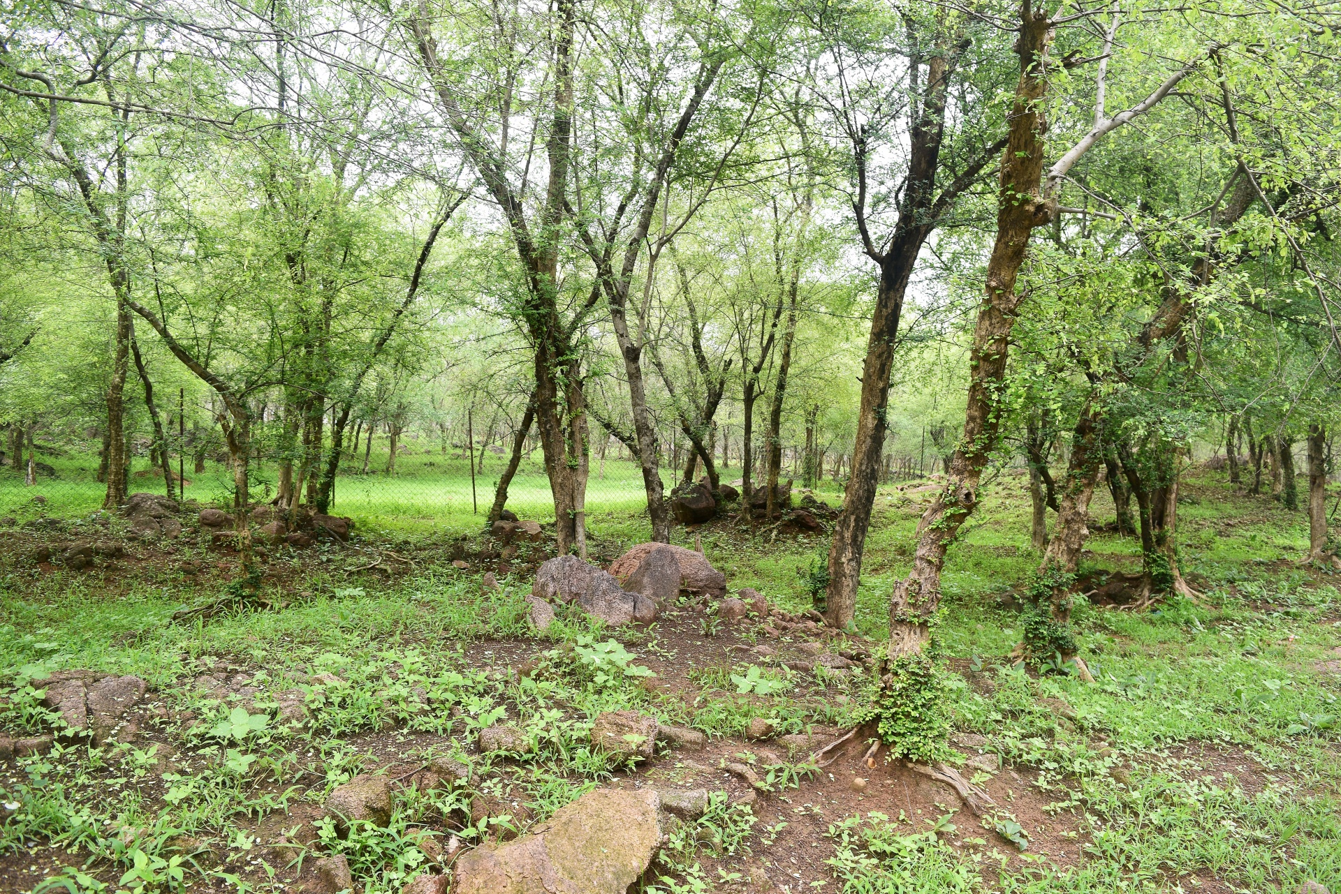 forest trees foliage free photo