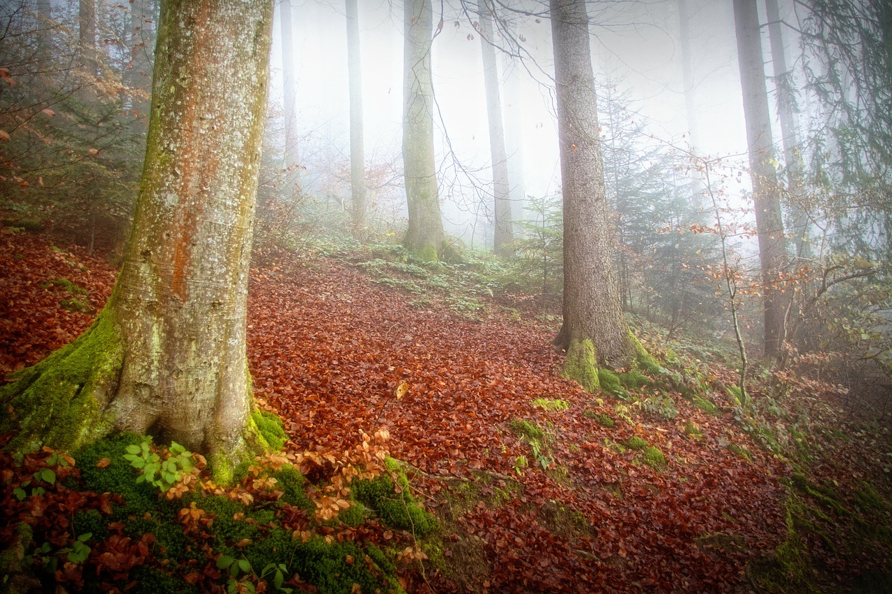 forest fog autumn free photo