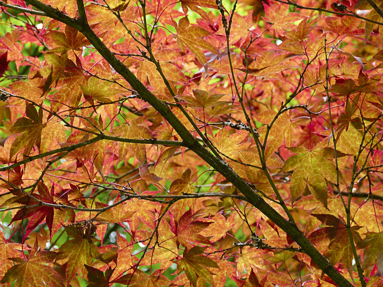 forest red maple tree free photo