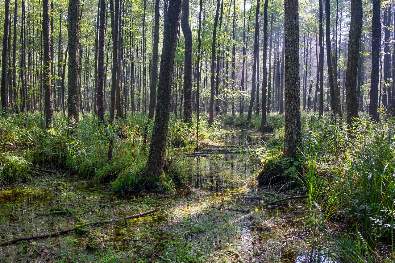 forest swamp trees free photo