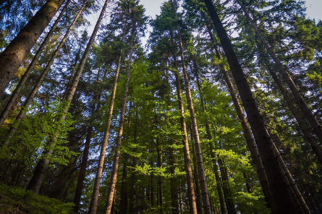 forest the giant mountains nature free photo