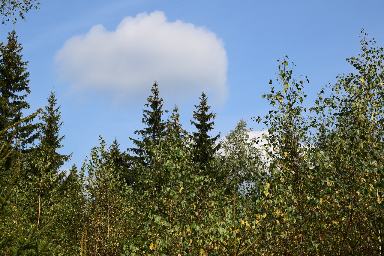 forest sky clouds free photo