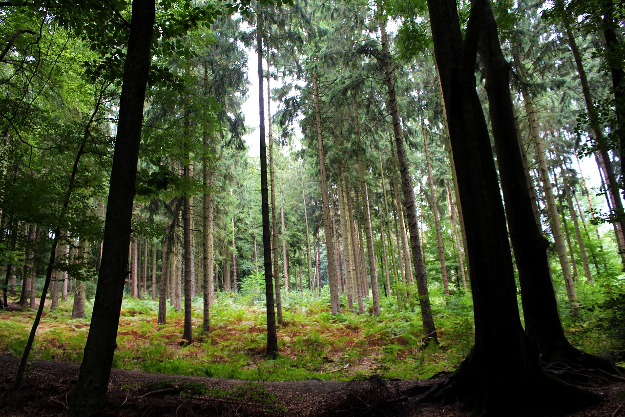 forest trees nature free photo