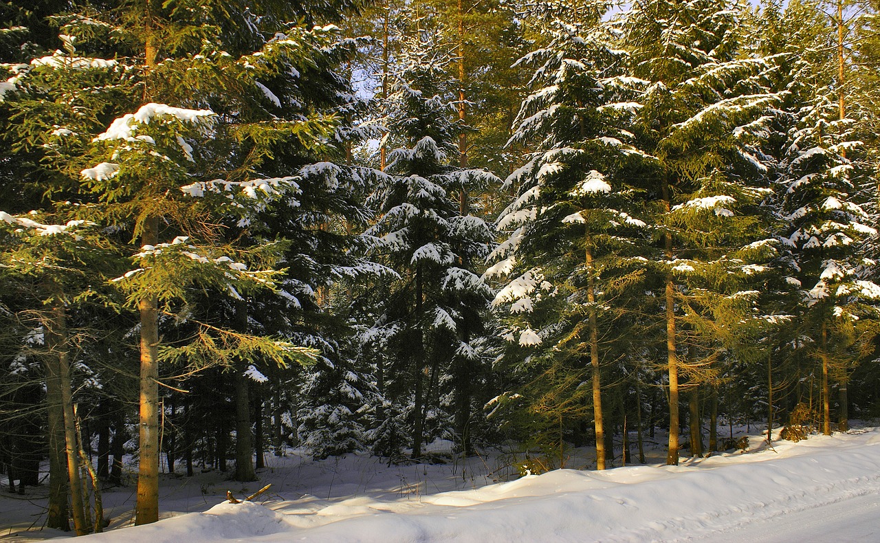 forest winter snow free photo