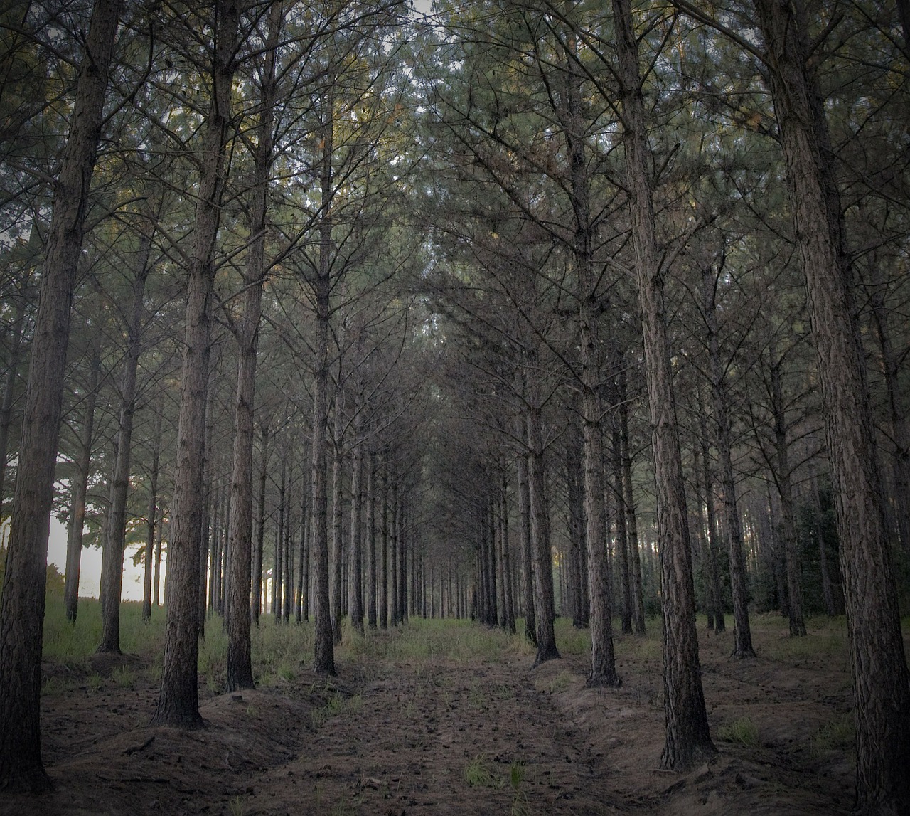 forest trees pine free photo