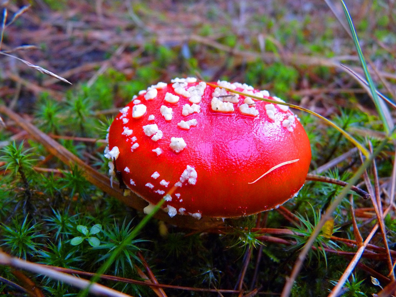 forest mushroom fly agaric free photo