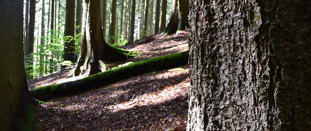 forest trees nature free photo