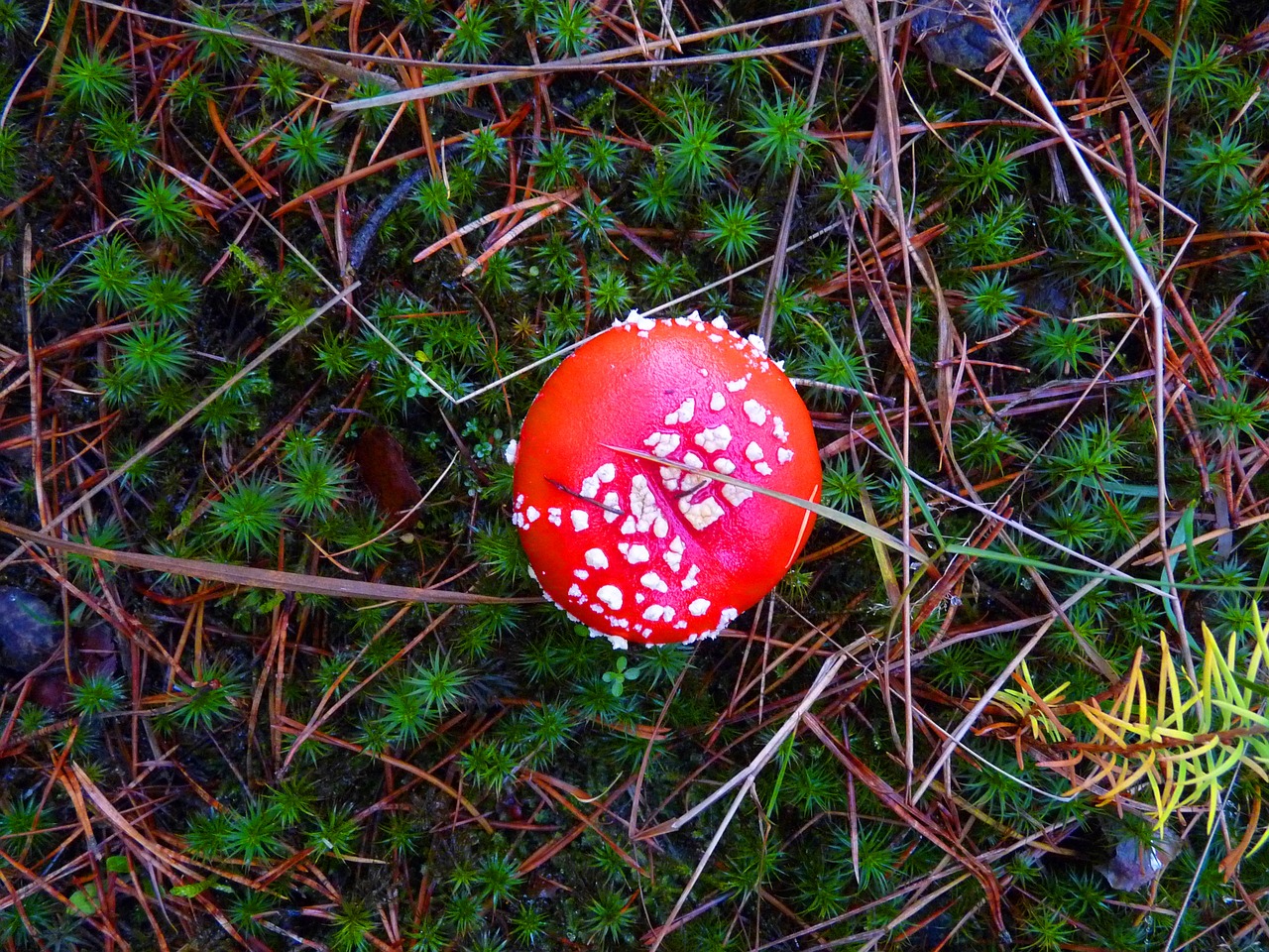 forest nature fly agaric free photo