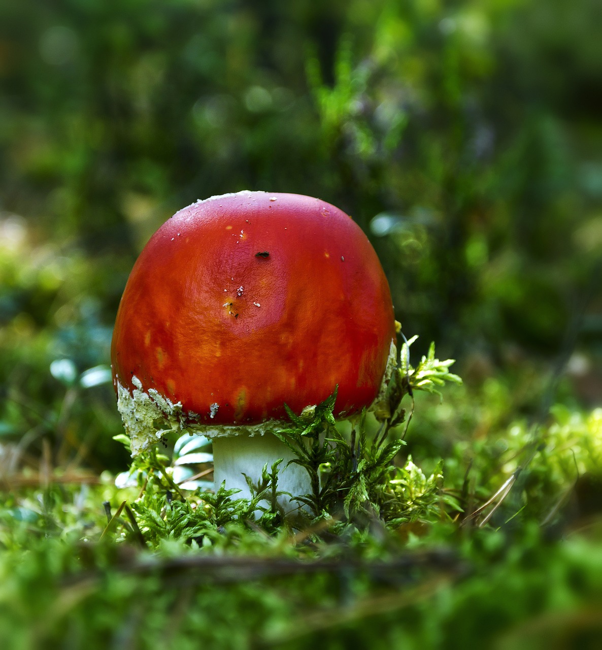 forest autumn mushroom free photo
