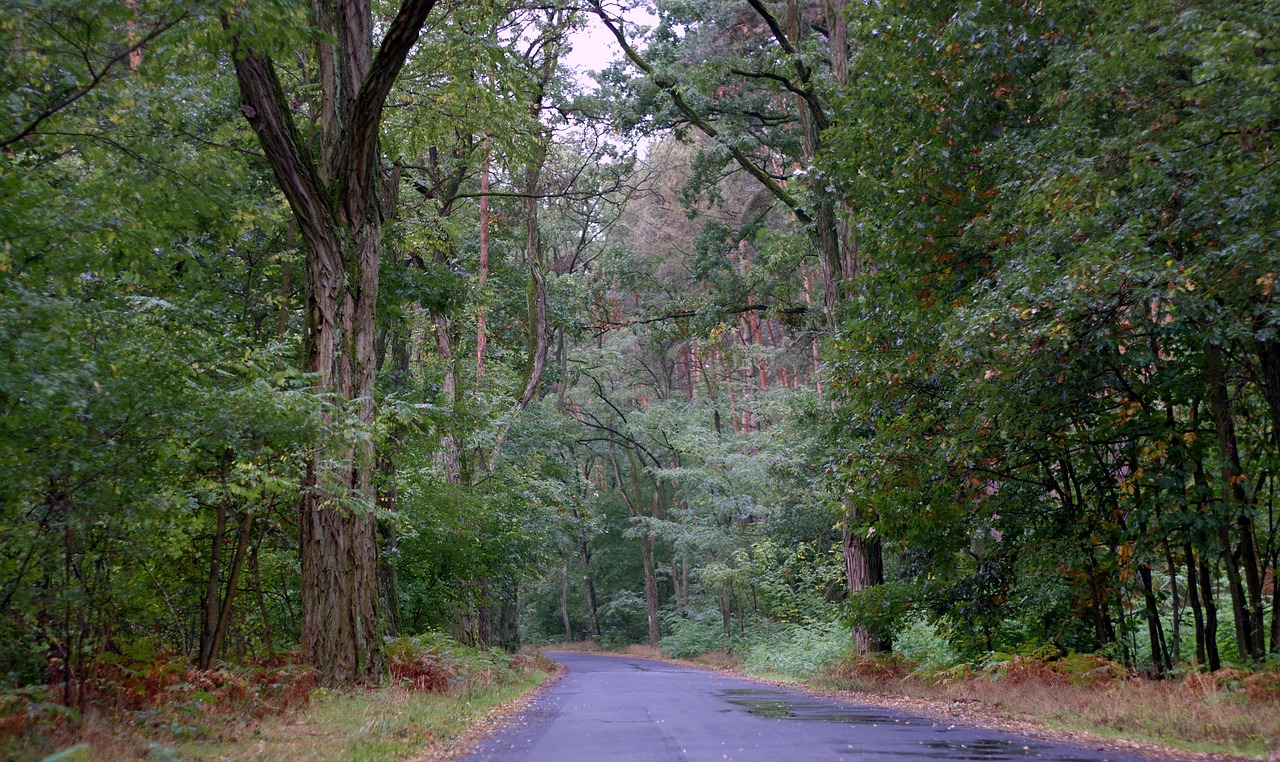 forest old way free photo