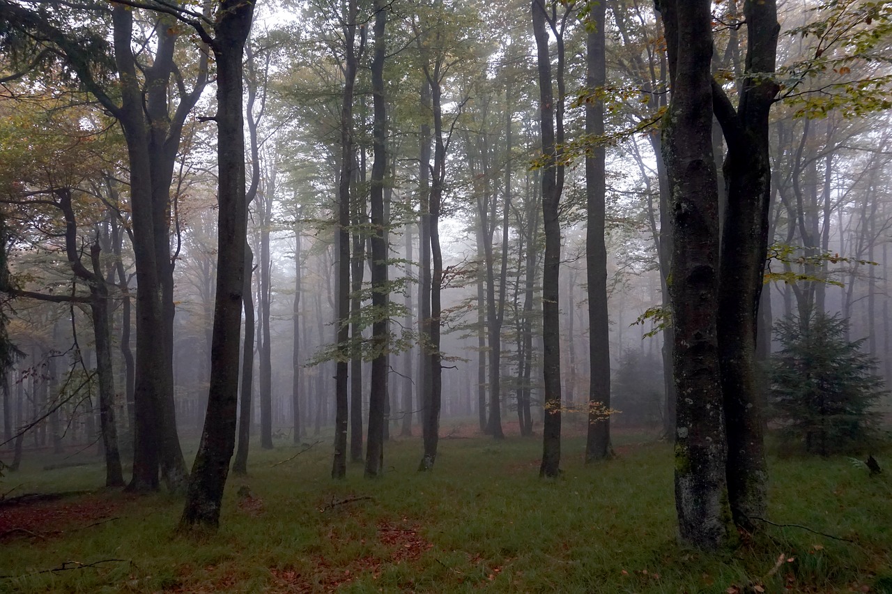 forest fog trees free photo