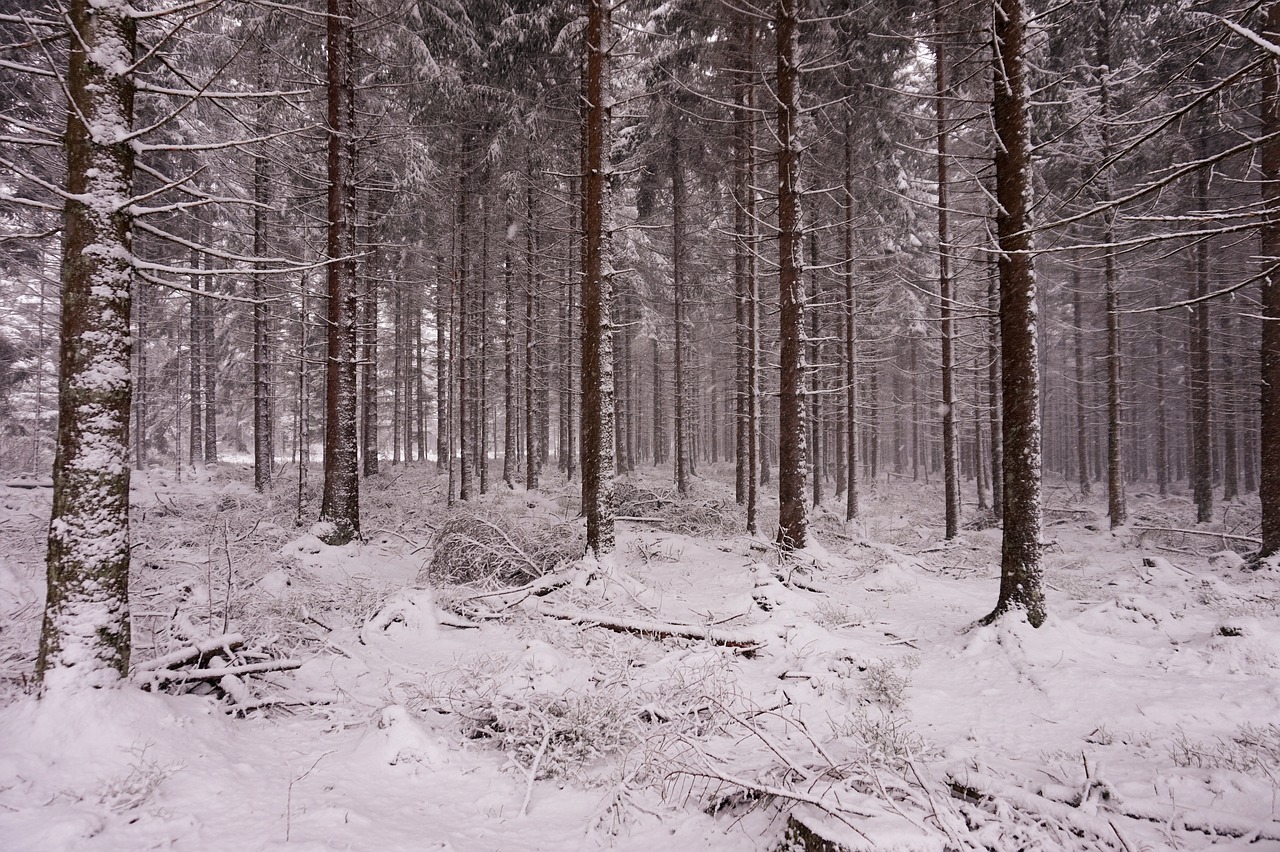 forest snow winter free photo
