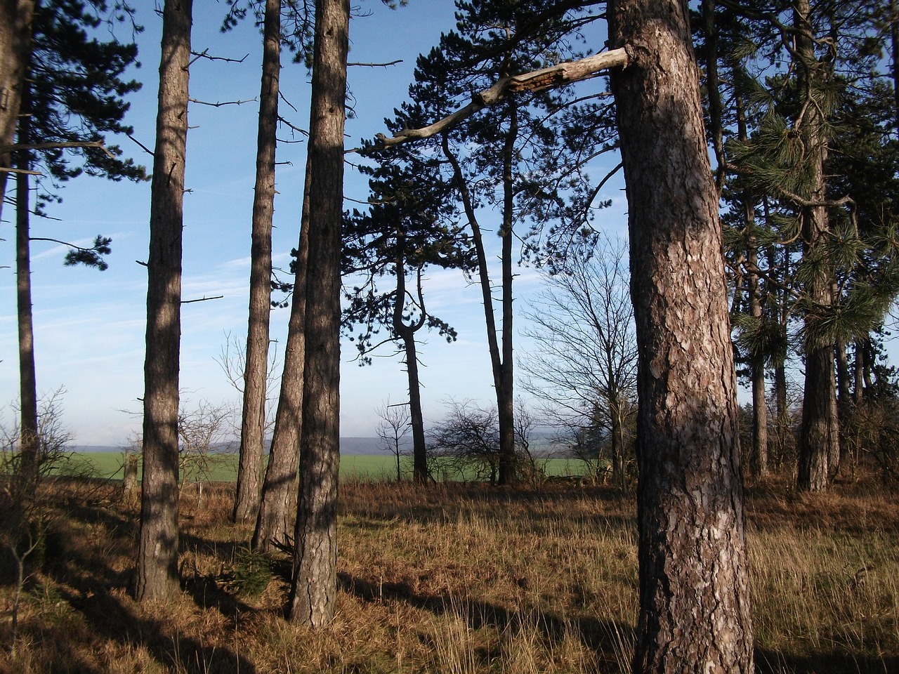 forest trees landscape free photo