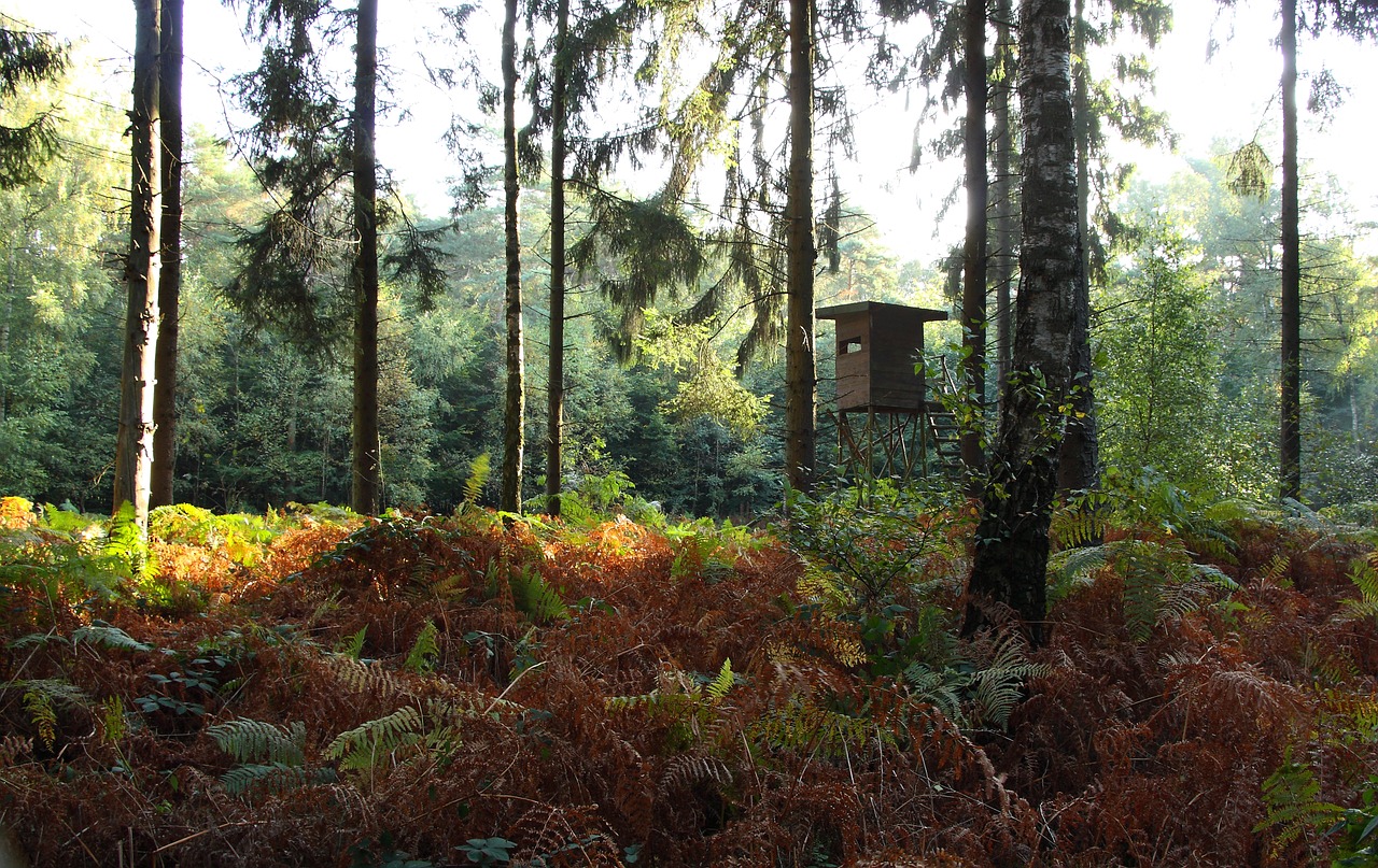 forest trees autumn free photo