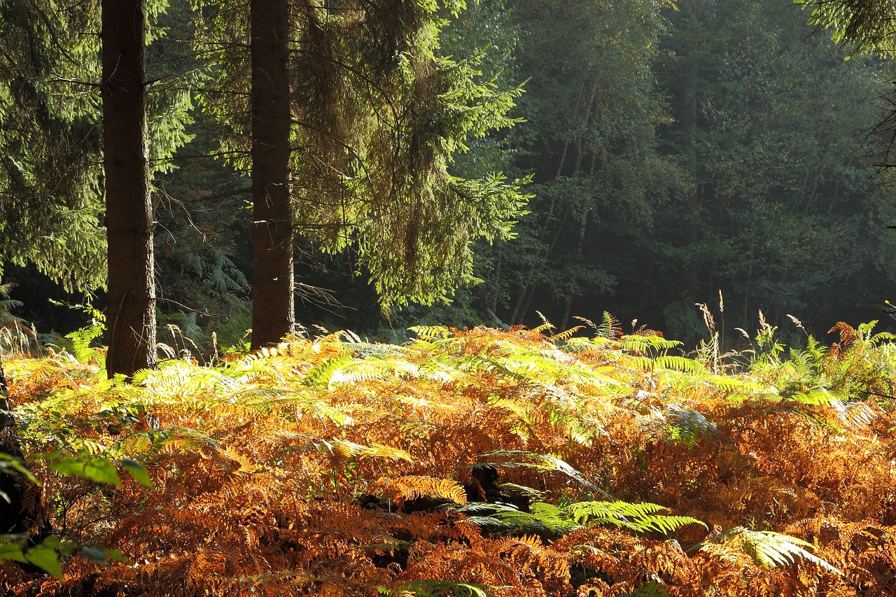 forest autumn forest autumn free photo