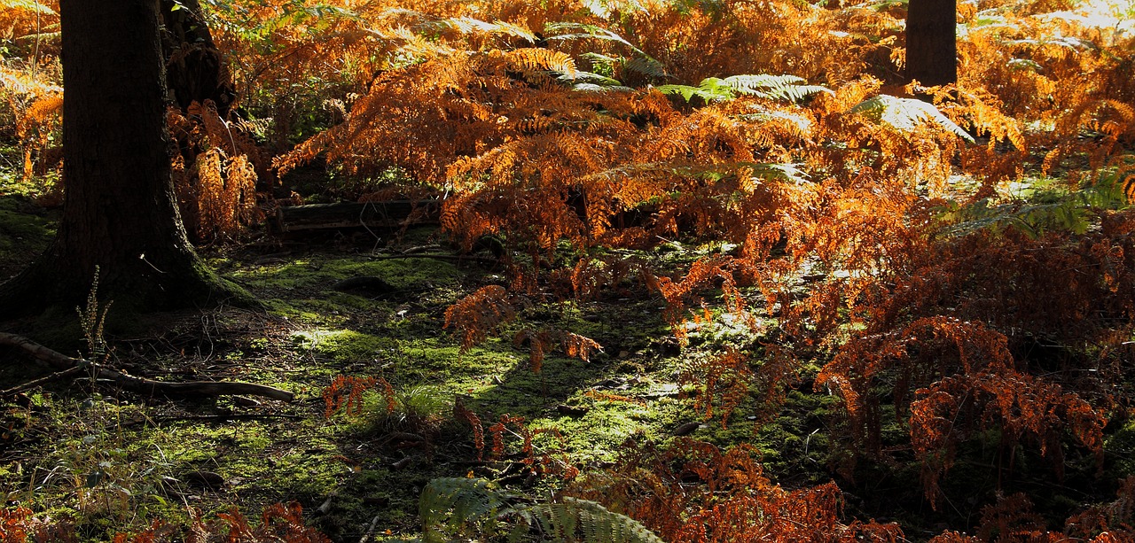 forest forest floor fern free photo