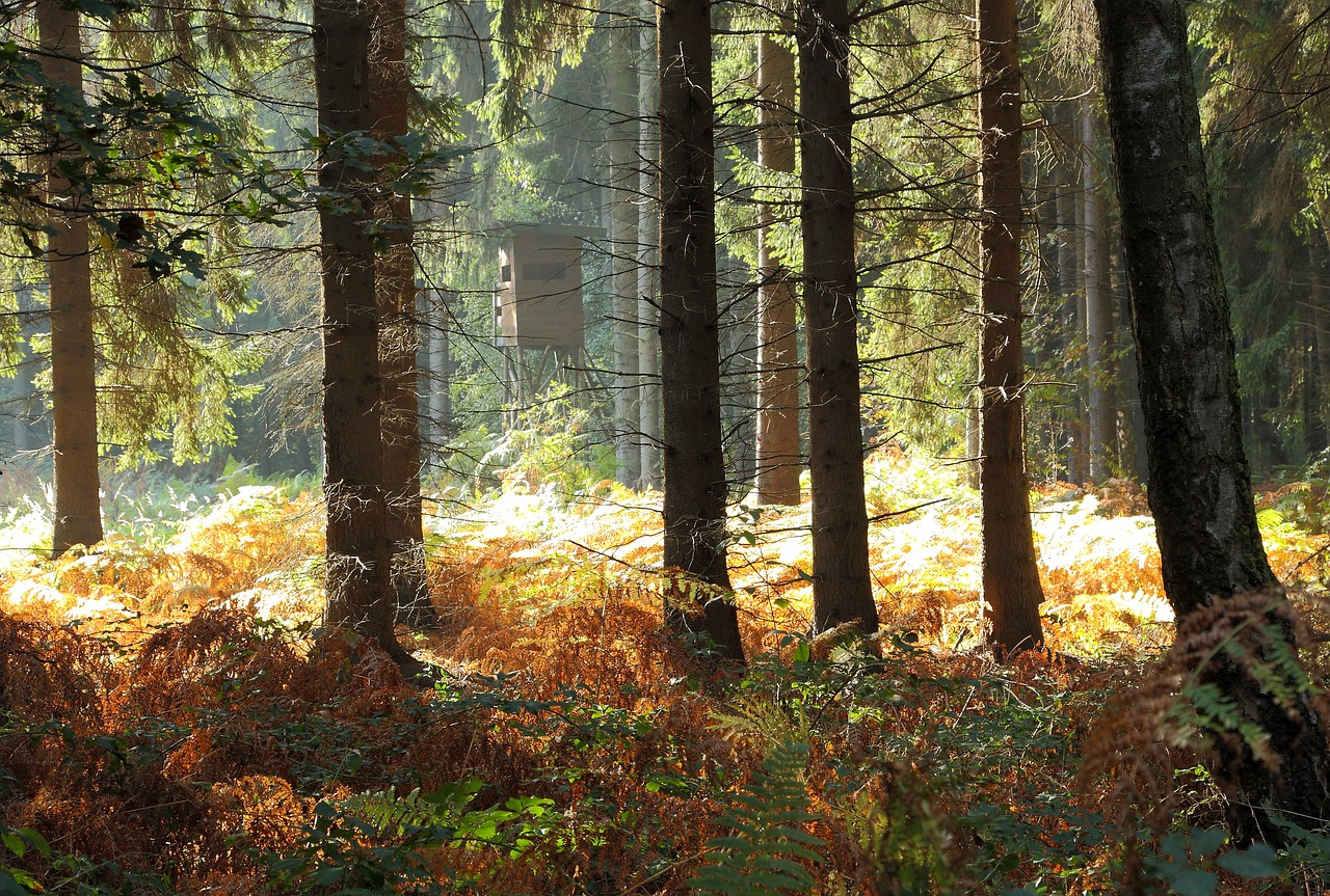 forest trees autumn forest free photo