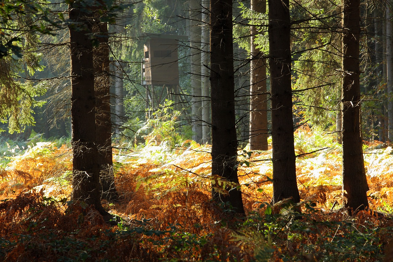 forest trees autumn forest free photo