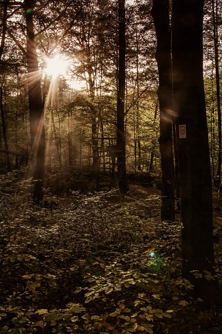 forest back light autumn forest free photo