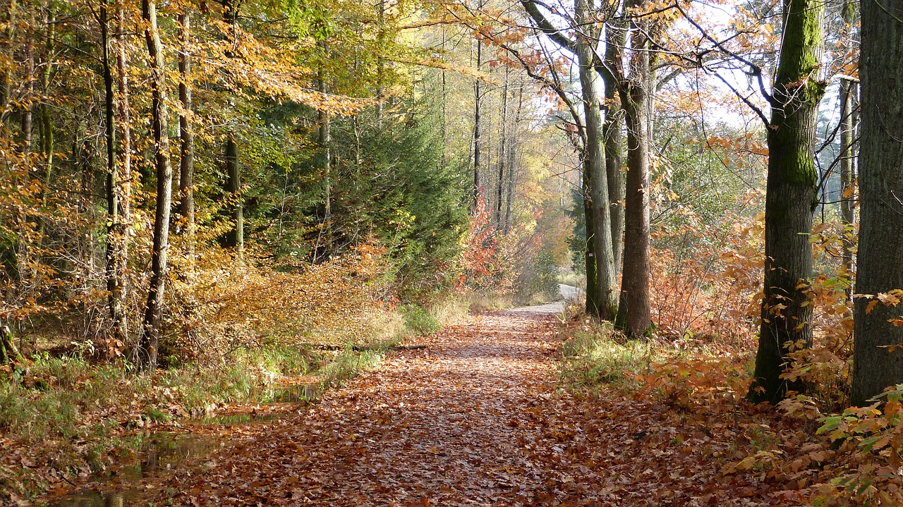 forest autumn nature free photo